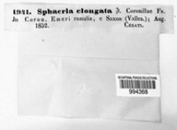 Camarosporidiella elongata image
